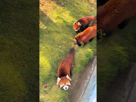 The weather is so nice, perfect for watching red pandas. Red panda warm baby