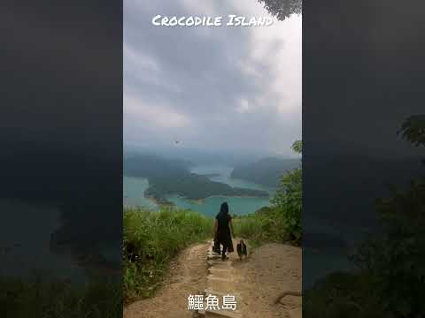 There”s a crocodile. 鱷魚島#鱷魚 #新北景點 #自然 #步道 #crocodile  #nature #trail #travel #旅行 #shibainu #柴犬