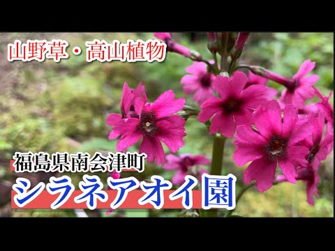 【山野草・高山植物】5月「シラネアオイ園」の花々後編　希少な花々を届けたい　福島県南会津町