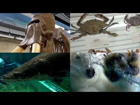 【旅動画】東北ゴリラ、故郷の観光に浸る　県内の博物館と水族館にGAO!【男鹿観光】