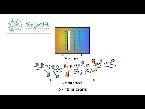 Local order within global disorder synaptic architecture of visual space