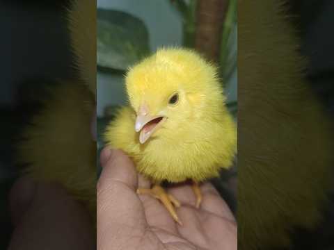 Wow healthy chick - Rainbow hen baby #hen #birds #cute #chicks #trending