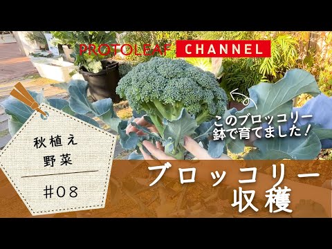 【秋植え野菜#08】ブロッコリーの収穫【プランターで育てる】