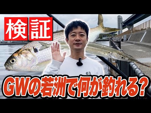 【若洲海浜公園】初心者必見！サビキ釣りの重要点まとめ＆釣りマナー