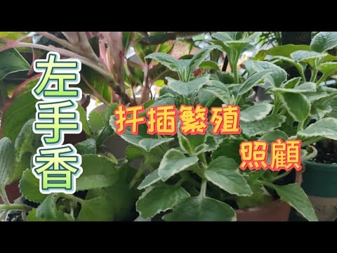 香味四溢迷人的左手香|扦插繁殖照顧|植物男子