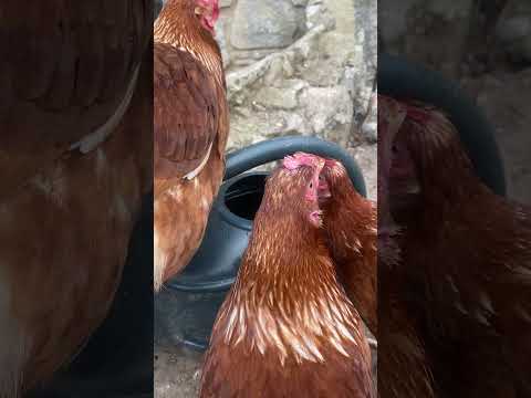 Drinkin chicken style 🥰#chickens #farmanimals #drinking