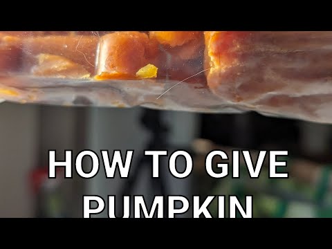 How to give pumpkin to dog and why @GabieCocoMarmora