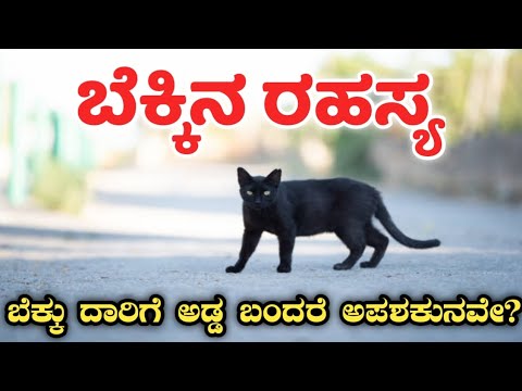 ಬೆಕ್ಕಿನ ರಹಸ್ಯ | ಬೆಕ್ಕು ದಾರಿಗೆ ಅಡ್ಡ ಬಂದರೆ ಅಪಶಕುನವೇ? | Myths regarding cats