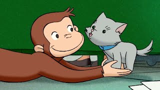 ジョージ、子猫の世話をする 🐵 おさるのジョージ