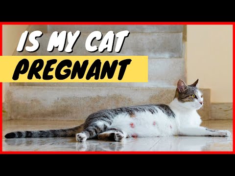 How to Tell if A Cat Is Pregnant: 5 Signs to Watch For