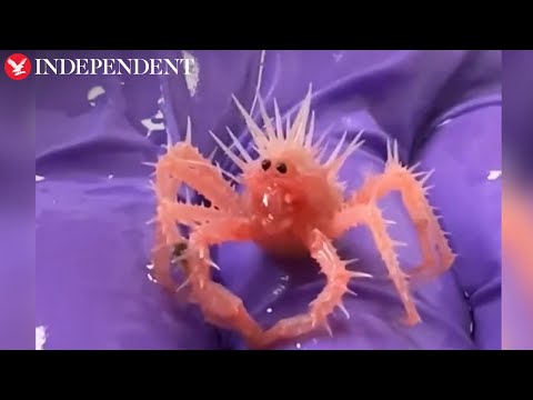 Rarely seen baby king crab goes viral for unique appearance