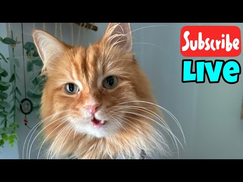 TGIF - Friday Fluff - Live Stream