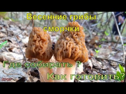 Весенние грибы сморчки. Где собирать? Как готовить?