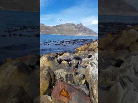 #Hout Bay-Robben