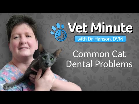 Common Cat Dental Problems