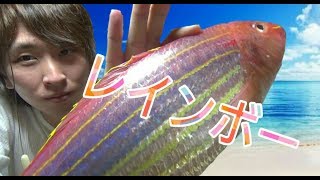 【七色に輝く巨大魚】イトヨリをさばいて絶品料理！【さばき方】