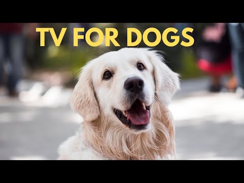 🔴 [NO ADS] Dog TV: 4 HOURS of Engaging Beach & Nature Vibes to Keep Your Dog Happy!