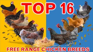 Top 16 Best Pure Breed Chickens in the World for Free Range Farming | Gives 150 - 320 Eggs per Year