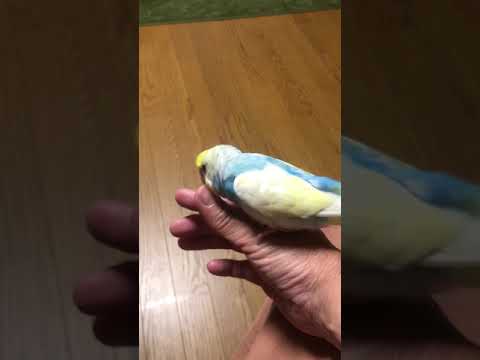 「ウインナー」と喋るインコ #shorts #セキセイインコ #budgie #かわいい #すいちゃん