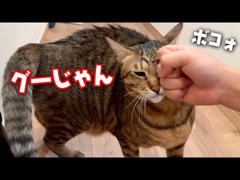 普通に顔面にパンチされてしまう猫