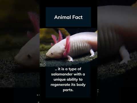 Cute! 😊 Axolotl  #facts #animalfacts #shorts #axolotl