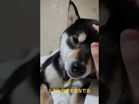 ただただ愛犬をなでる#保護犬 #多頭飼育崩壊 #保護犬を家族に #柴犬 #柴犬のいる暮らし