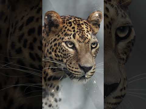 Leopard Photo Manipulation in Adobe Photoshop