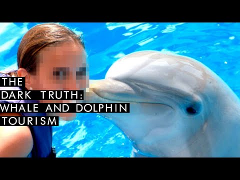 Dolphins and Whales In Captivity: The Dark Truth