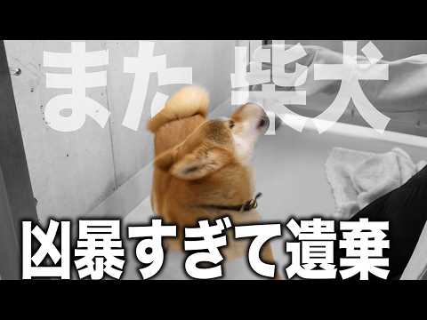 【捨てるな】※凶暴すぎて捨てられ近づきもできない限界柴犬を救出するために愛護センターに突入！足無し耳無しの