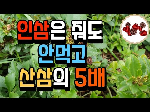 산삼 보다 5배 많은 사포닌을 가진 약초 | 죽은 사람도 일으켜 세운다 |  항네프로제 항암 항염증 혈액순환 항우울 방광염 배뇨통 | 기린초