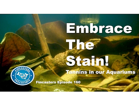 Embrace the Stain  - Tannins in Our Aquariums Episode 160