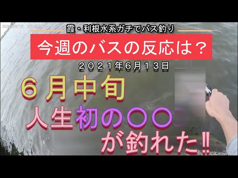 【バス釣り】6月中旬‗今週のバスの反応は？霞ヶ浦・利根川水系‗2021年6月13日+アメリカンルアー‗バスの反応はあるが、釣ったのは、人生初の〇〇だった。