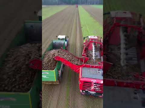 Das ganze Video gibt es auf meinem Kanal  #landwirtschaft #fendt #agriculture #grimme #zuckerrüben