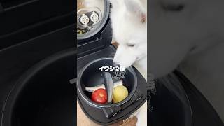 炊飯器でつくる愛犬の贅沢ご飯！ #サモエド #サモエドスマイル #大型犬 #炊飯器レシピ