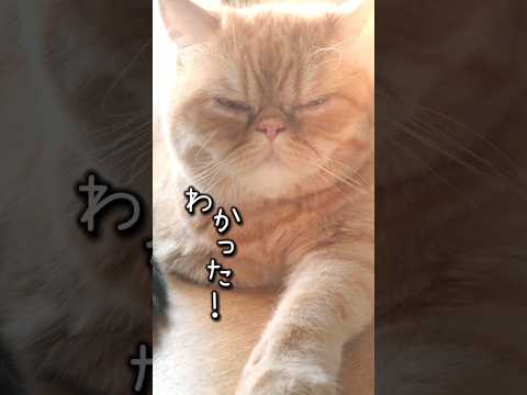 おやつ倍増計画 #猫動画 #エキゾチックショートヘア #マリオ