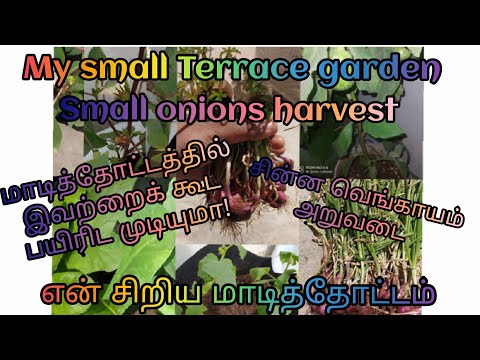 SMALL ONION/SHALLOTS HARVEST/MY SMALL TERRACE GARDEN/சின்ன வெங்காயம் அறுவடை/ என் சிறிய மாடித்தோட்டம்