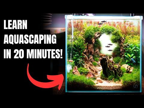 2024 Complete Aquascaping Beginners Guide - Learn ALL The Basics!