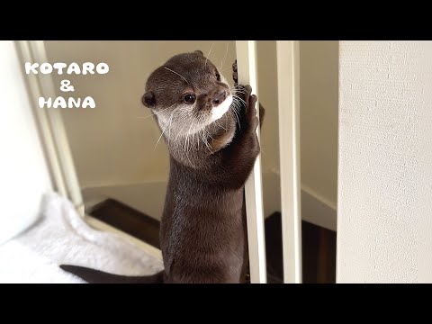 Otter Flaunts His Pole Dancing Skills