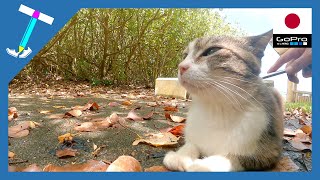 Love stray cats(kucing ) | A cat with a beautiful face | Sony α7S3 | Impressed Cat Video