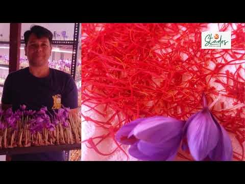 Pune man grows saffron on terrace, sells at Rs 6 lakh per kg