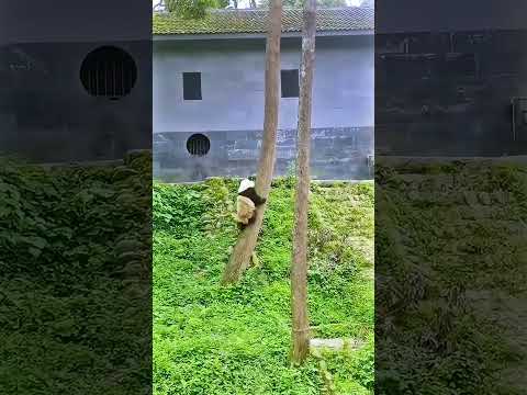 Panda. A panda climbing a tree happily. 楽しく木に登るパンダ。快乐爬树的大熊猫。