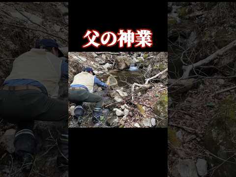 渓流釣りで父が見せた奇跡の神業。#shorts #渓流釣り #イワナ