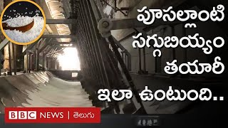 Sago Processing : పూసల్లాంటి సగ్గుబియ్యం ఎలా తయారవుతుందో మీకు తెలుసా? | Sabudana  | Repost