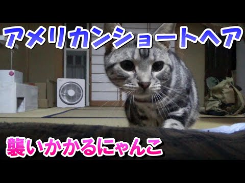 襲いかかる猫～がおーっ（アメリカンショートヘア）