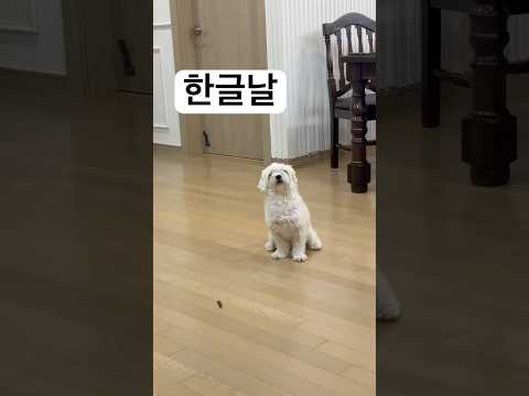 사람인듯 아닌듯 넌그냥사랑🩷#말티푸#강아지#천재견#경상도강아지#dog#pets