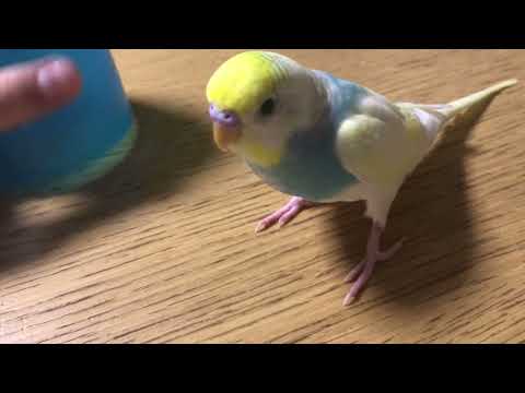 戸惑いを隠せないインコ