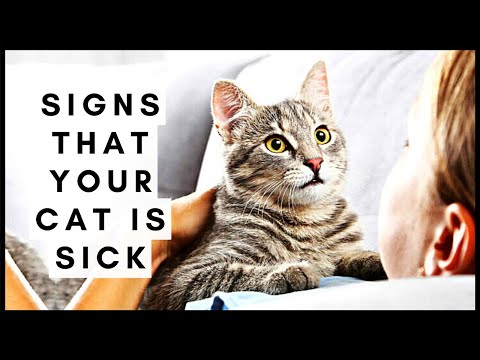 Signs That Your Cat Is Sick