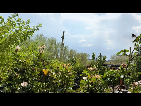 My July garden BEFORE and AFTER the storm. Monsoon season 2024