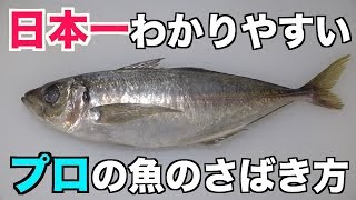 誰でも簡単わかりやすい【鯵アジ】さばき方  三枚おろし