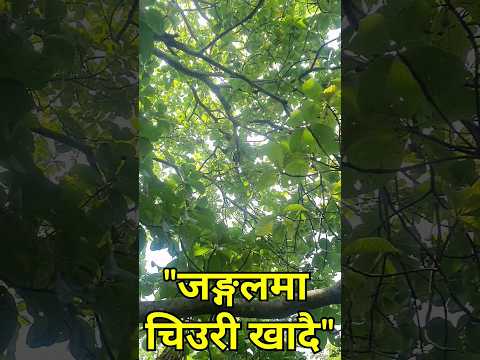 Chiuri khadai jungle ma saila bhai #sailabhai #viralvideo #dang #chiuri